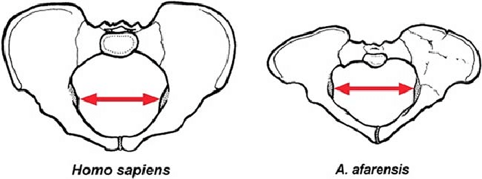 Pelvic-dimensions-in-female-modern-Homo-sapiens-left-and-female-Au-afarensis-specimen